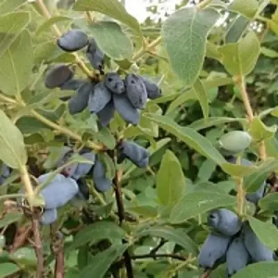 Жимолость съедобная НИМФА (ГАММА) в Слониме