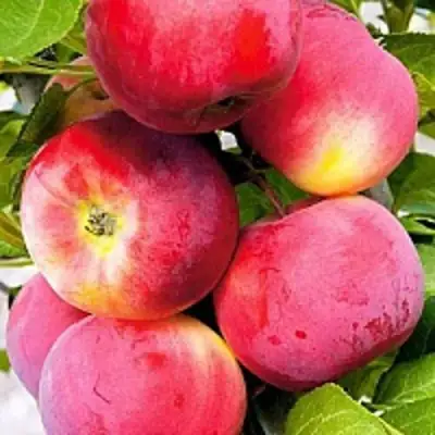 Яблоня СЕРЕБРЯНОЕ КОПЫТЦЕ в Слониме