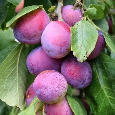 Слива БЛЮ СВИТ колонновидная в Слониме