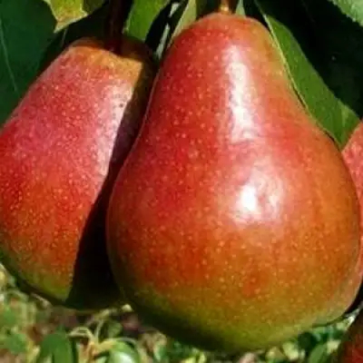 Груша ГЕРА в Слониме