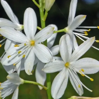 Венечник ветвистый в Слониме