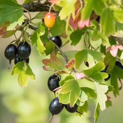 Смородина золотистая БЛЭЙКСТ в Слониме