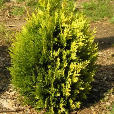 Туя КОППЕР ГОЛД западная в Слониме