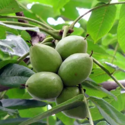 Орех маньчжурский МИЧУРИНЕЦ в Слониме