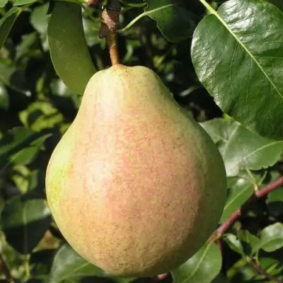 Груша ЛИРА в Слониме