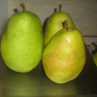 Груша БЕРЕ ЛЮКА в Слониме