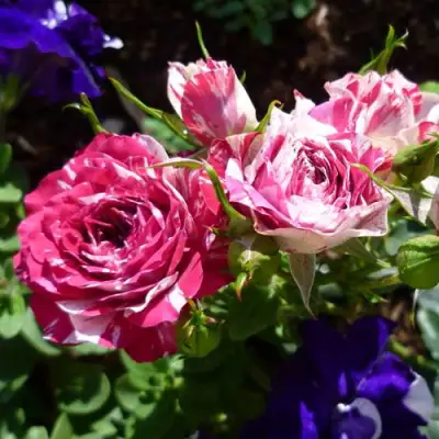 Роза ФЛЕШ ДАНС спрей в Слониме