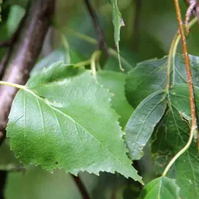 Береза ПОВИСЛАЯ в Слониме