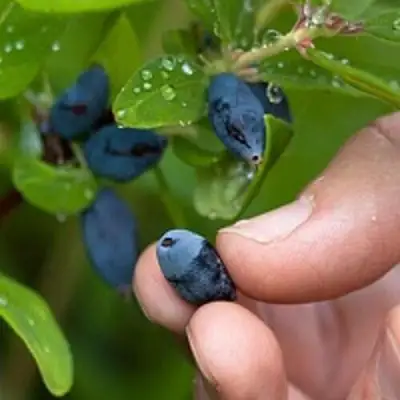 Жимолость съедобная АМФОРА в Слониме