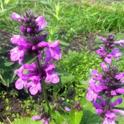 Буквица крупноцветковая в Слониме