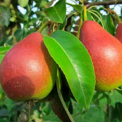 Груша ГЕРА в Слониме