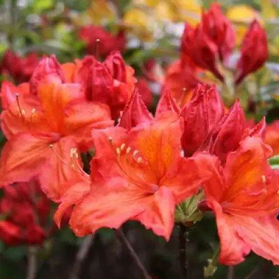 Азалия ЛИЛИНШТЕЙН японская в Слониме