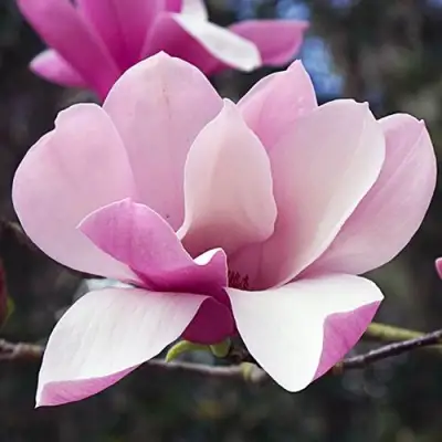 Магнолия РИККИ в Слониме