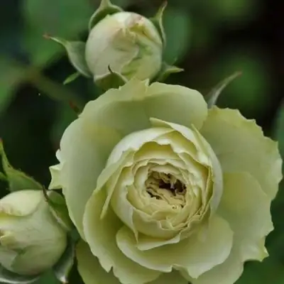 Роза ГРИН ДАЙМОНД миниатюрная в Слониме