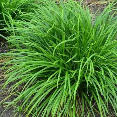 Осока АЙРИШ ГРИН в Слониме