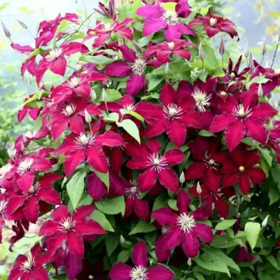 Клематис МАЗОВШЕ в Слониме