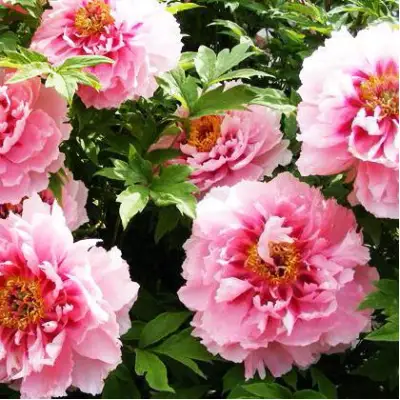 Пион СЕРЕБРИСТЫЙ РУЧЕЙ древовидный в Слониме