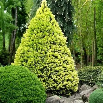 Ель РЕЙНБОУЗ ЭНД сизая в Слониме