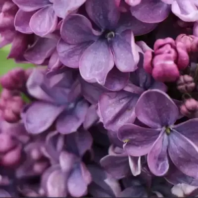 Сирень ВИОЛЕТТА в Слониме