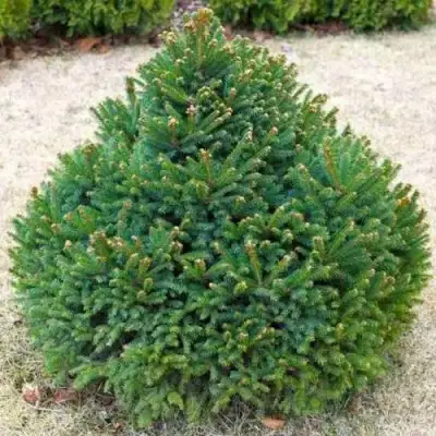 Ель БАРРИ обыкновенная в Слониме