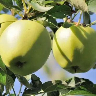 Яблоня САХАРНАЯ в Слониме