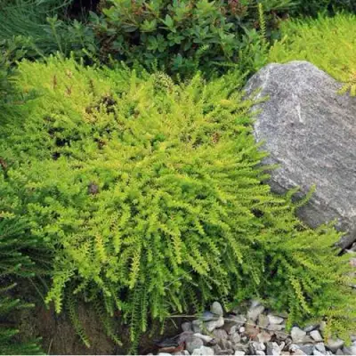 Водяника БЕРНШТЕЙН черная в Слониме