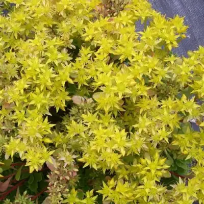 Очиток (седум) ИММЕРГРЮНХЕН в Слониме