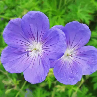 Герань БРУКСАЙД гибридная в Слониме