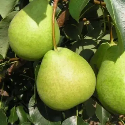 Груша ЛАГОДНАЯ в Слониме