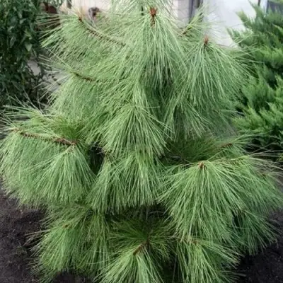 Сосна желтая  в Слониме