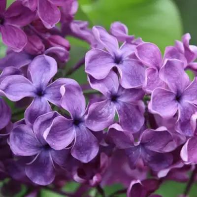 Сирень СУМЕРКИ в Слониме