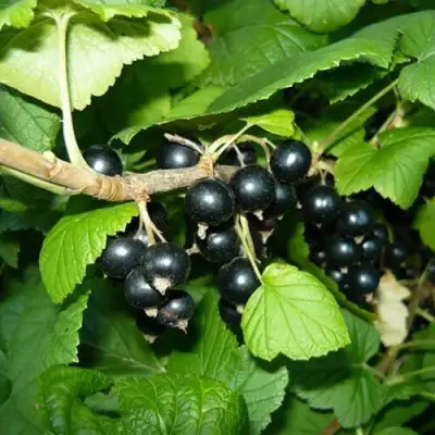 Смородина черная БАГИРА в Слониме