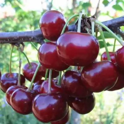 Дюк ИВАНОВНА в Слониме