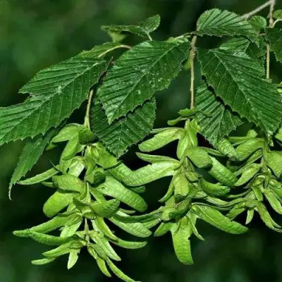 Граб  в Слониме