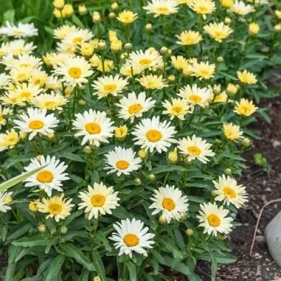 Нивяник БРОДВЕЙ ЛАЙТС великолепный в Слониме