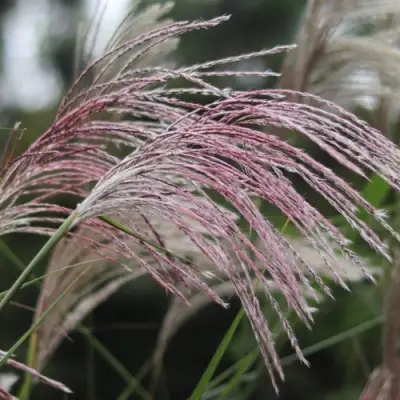 Мискантус МАЛЕПАРТУС китайский  в Слониме
