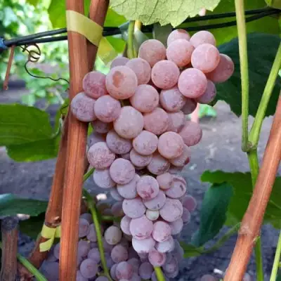 Виноград РИЛАЙНС ПИНК СИДЛИС в Слониме