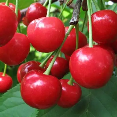 Дюк ПРЕВОСХОДНАЯ ВЕНЬЯМИНОВА в Слониме