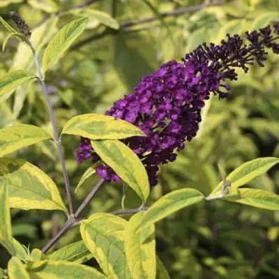 Буддлея давида САНТАНА  в Слониме