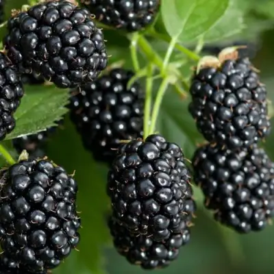 Ежевика ЧЕРНАЯ МАГИЯ ремонтантная  в Слониме