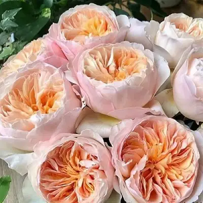 Роза ДЖУЛЬЕТТА английская в Слониме