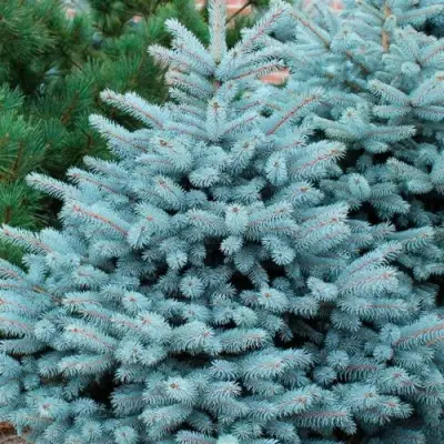 Ель СУПЕР БЛЮ СИДЛИНГ колючая в Слониме