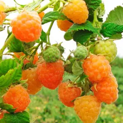 Малина ЗОЛОТЫЕ КУПОЛА в Слониме