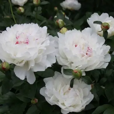 Пион ФЕСТИВА МАКСИМА травянистый в Слониме