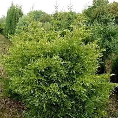 Можжевельник КУРИВАО ГОЛД китайский в Слониме