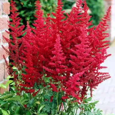 Астильба БУРГУНДИ РЕД Арендса в Слониме