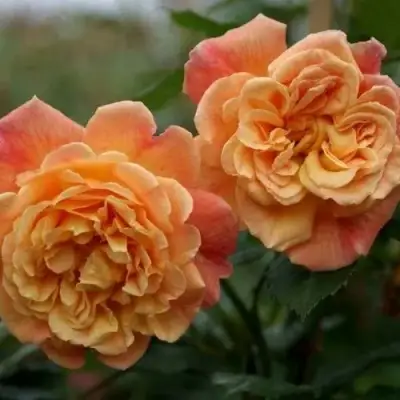 Роза АЛОХА плетистая в Слониме