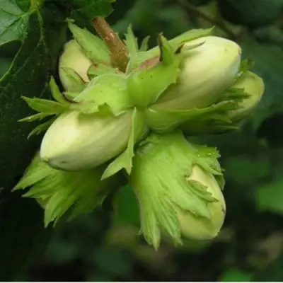 Фундук ТАМБОВСКИЙ ПОЗДНИЙ в Слониме