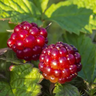 Княженика ЛИНДА в Слониме