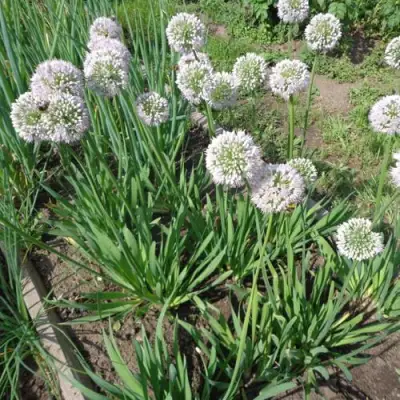 Лук слизун в Слониме